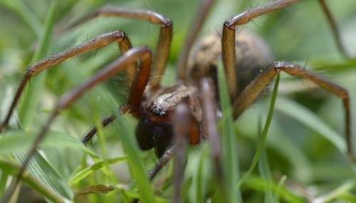 Eratigena sp.